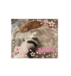 ねこねこぴのこ7（個別スタンプ：1）