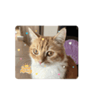 ねこねこぴのこ7（個別スタンプ：2）