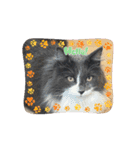 ねこねこぴのこ7（個別スタンプ：3）