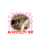 ねこねこぴのこ7（個別スタンプ：7）