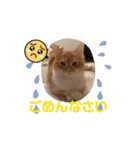 ねこねこぴのこ7（個別スタンプ：8）