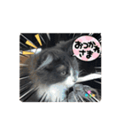 ねこねこぴのこ7（個別スタンプ：9）