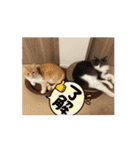 ねこねこぴのこ7（個別スタンプ：10）