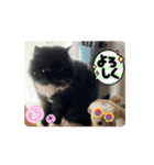 ねこねこぴのこ7（個別スタンプ：11）