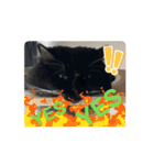 ねこねこぴのこ7（個別スタンプ：13）