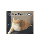 ねこねこぴのこ7（個別スタンプ：15）