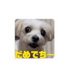 めりる動くスタンプ（個別スタンプ：5）
