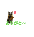 タマちゃんのつぶやきスタンプ（個別スタンプ：1）