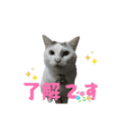 タマちゃんのつぶやきスタンプ（個別スタンプ：7）
