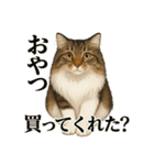 意外と使える！猫caféRagDollおふざけVer.（個別スタンプ：4）