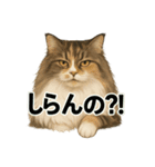意外と使える！猫caféRagDollおふざけVer.（個別スタンプ：7）
