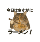 意外と使える！猫caféRagDollおふざけVer.（個別スタンプ：12）