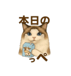 意外と使える！猫caféRagDollおふざけVer.（個別スタンプ：15）