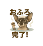 意外と使える！猫caféRagDollおふざけVer.（個別スタンプ：16）