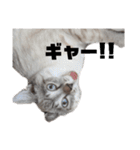 サンとアッシュとルー（個別スタンプ：4）