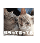 サンとアッシュとルー（個別スタンプ：6）