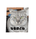 サンとアッシュとルー（個別スタンプ：8）