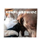 サンとアッシュとルー（個別スタンプ：12）