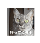 サンとアッシュとルー（個別スタンプ：15）