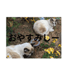 にゃニャンダー（個別スタンプ：3）