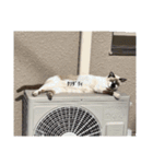 にゃニャンダー（個別スタンプ：5）