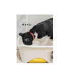 にゃニャンダー（個別スタンプ：7）