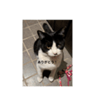 にゃニャンダー（個別スタンプ：13）