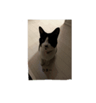 にゃニャンダー（個別スタンプ：14）