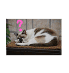 にゃニャンダー（個別スタンプ：15）