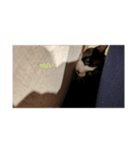 にゃニャンダー（個別スタンプ：16）