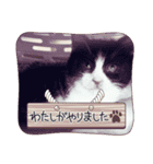 うちのnekoシリーズ3（個別スタンプ：1）