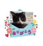 うちのnekoシリーズ3（個別スタンプ：2）