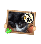うちのnekoシリーズ3（個別スタンプ：3）