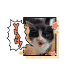 うちのnekoシリーズ3（個別スタンプ：4）