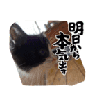 うちのnekoシリーズ3（個別スタンプ：5）