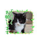 うちのnekoシリーズ3（個別スタンプ：6）