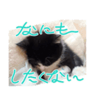 うちのnekoシリーズ3（個別スタンプ：8）
