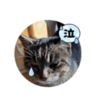 うちのnekoシリーズ4（個別スタンプ：4）