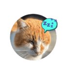 うちのnekoシリーズ4（個別スタンプ：6）