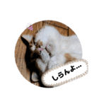 うちのnekoシリーズ4（個別スタンプ：7）