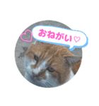 うちのnekoシリーズ4（個別スタンプ：8）