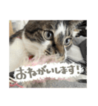 うちの和菓子にゃんこ2（個別スタンプ：5）