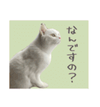 うちの和菓子にゃんこ2（個別スタンプ：8）