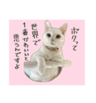 うちの和菓子にゃんこ2（個別スタンプ：10）