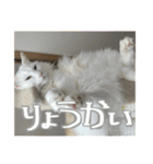 うちの和菓子にゃんこ2（個別スタンプ：12）