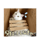 うちの和菓子にゃんこ2（個別スタンプ：13）