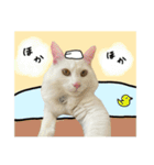 うちの和菓子にゃんこ2（個別スタンプ：17）