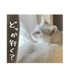 うちの和菓子にゃんこ2（個別スタンプ：18）