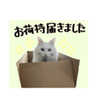 うちの和菓子にゃんこ2（個別スタンプ：21）