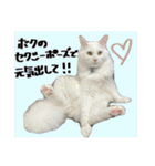 うちの和菓子にゃんこ2（個別スタンプ：23）